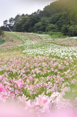 川の流れのように…