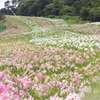 川の流れのように…