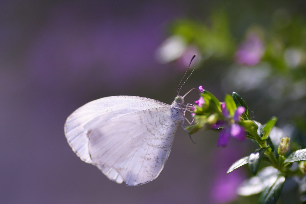 Purple Atmosphere
