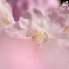 Full Bloom
