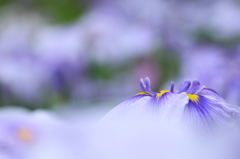 Melty Blue
