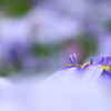 Melty Blue