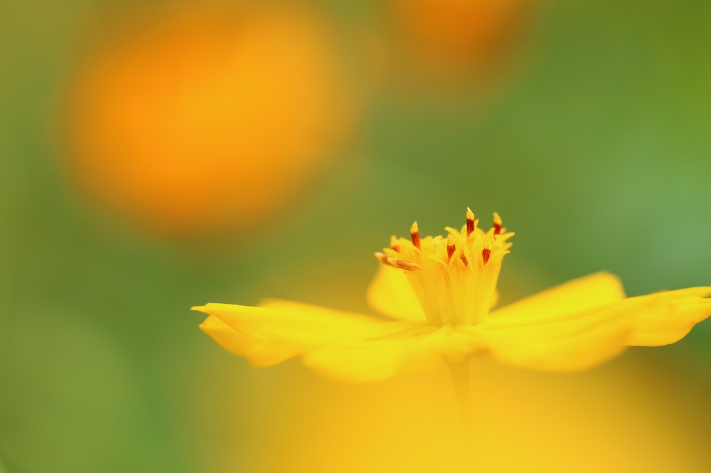 Yellow Daydream