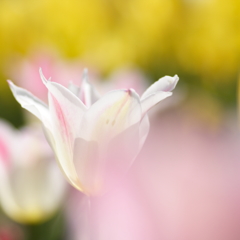 COLORS in HEAVEN 12