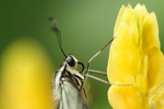 横顔　～Yellow～