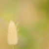 ふわり