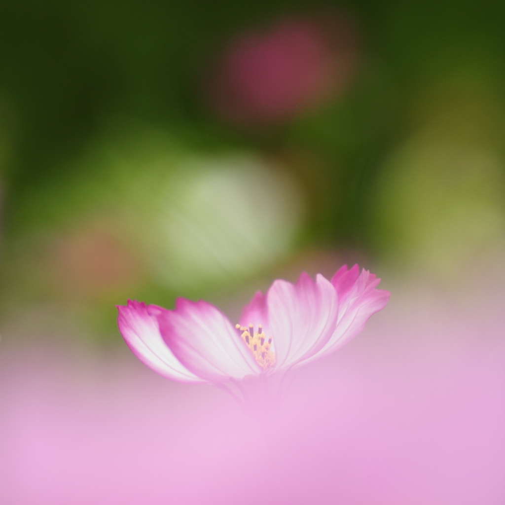 浮遊花