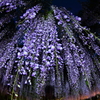 Blue Rain
