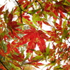 斑模様