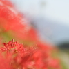 青い空と深紅の花