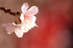 紅と黄金　～紅桜～