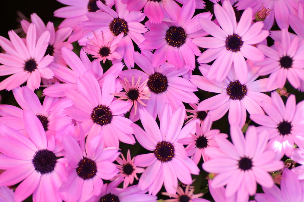 Bloom Bloom Bloom