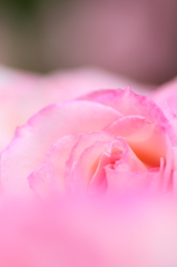 Fragrance2