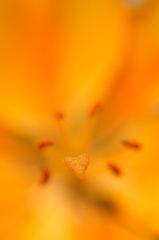 Orange Heart