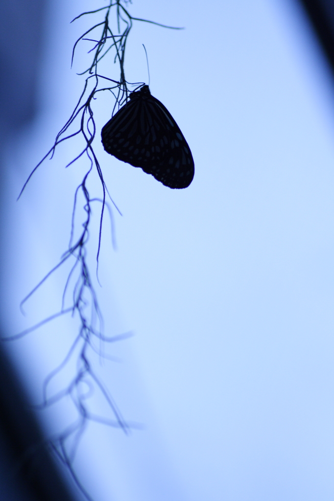 Silhouette
