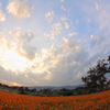 夕暮れコスモス　凹の巻