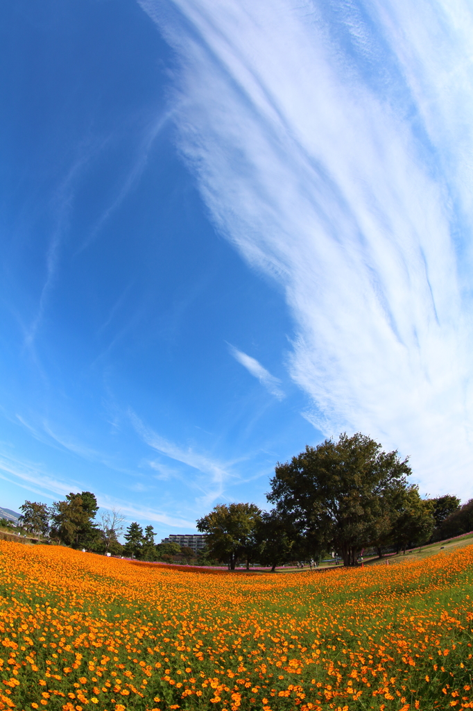 秋空