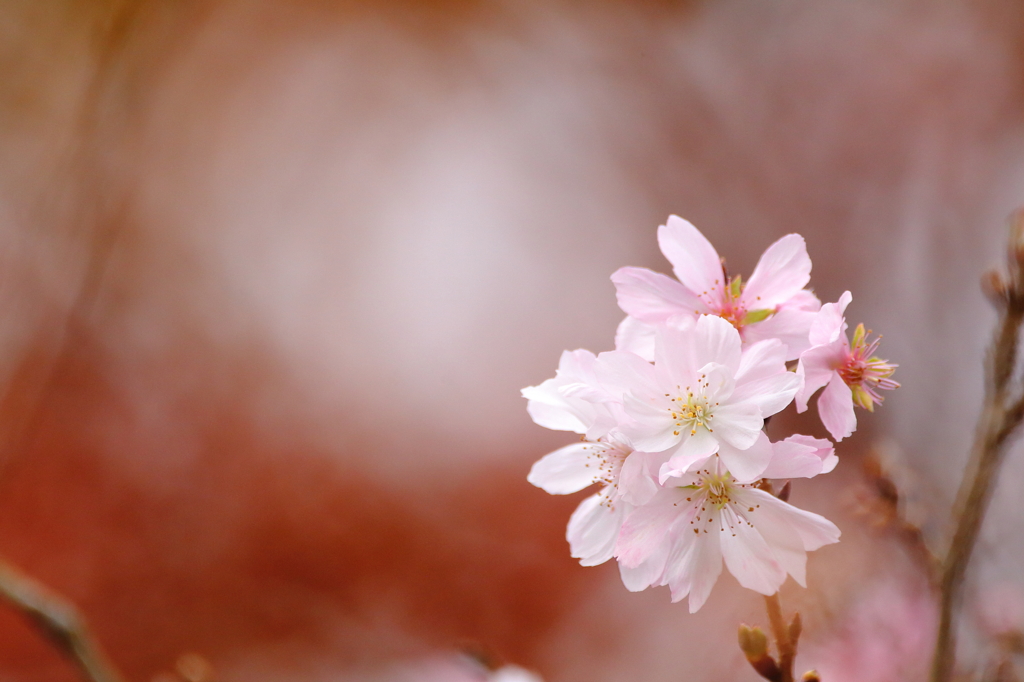 幻光桜花
