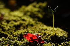 散りゆくもの、芽生えるもの