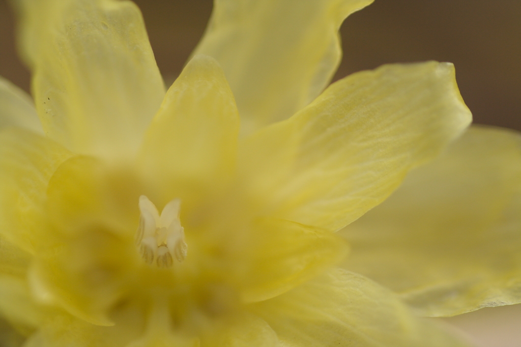 See-through Yellow