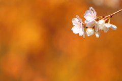 紅と黄金　～黄金桜～