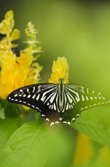 Lonely Butterfly