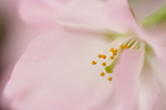 華灯