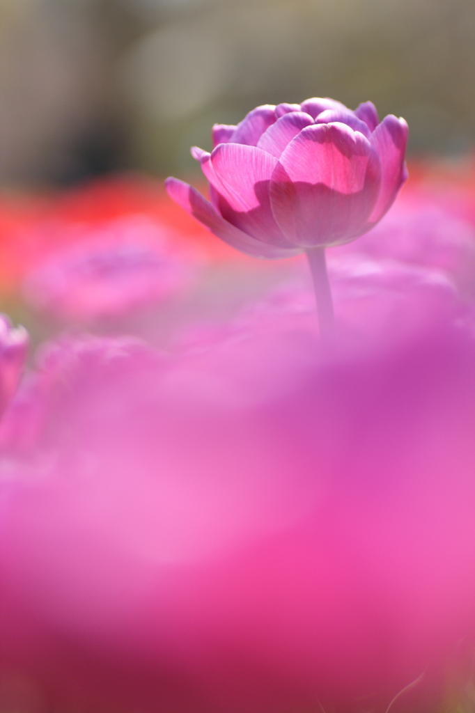 COLORS in HEAVEN 1