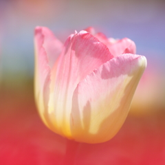COLORS in HEAVEN 5