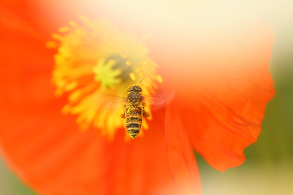Oh! Honeybeeeeeeee!!!