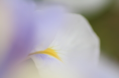 White Impression