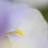 White Impression