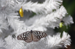 Holy Night Butterfly