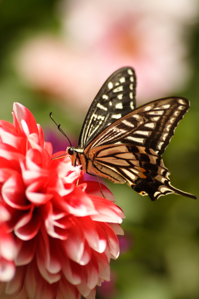 Swallowtail