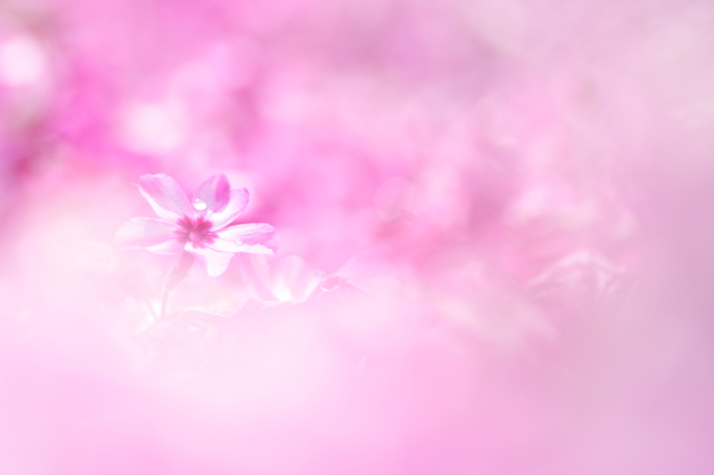 鎮魂花