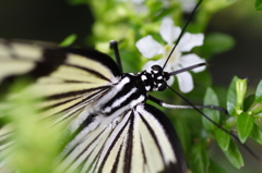 White Dish