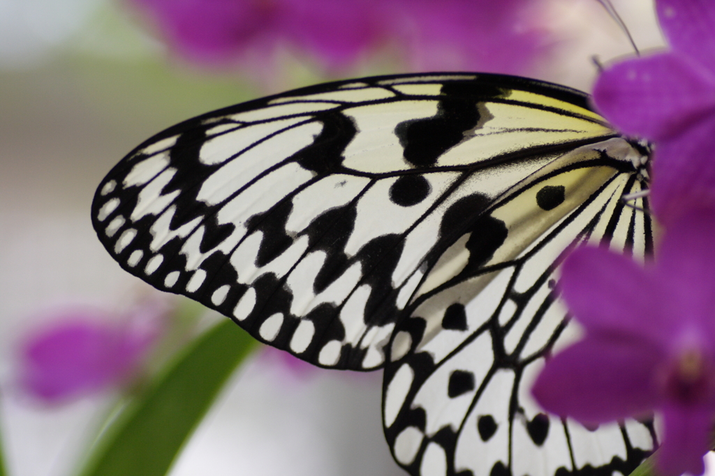 Fairy's wing