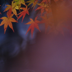 京の秋　～蒼の巻～