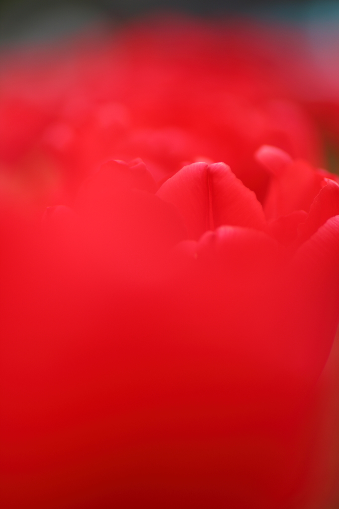 紅霞