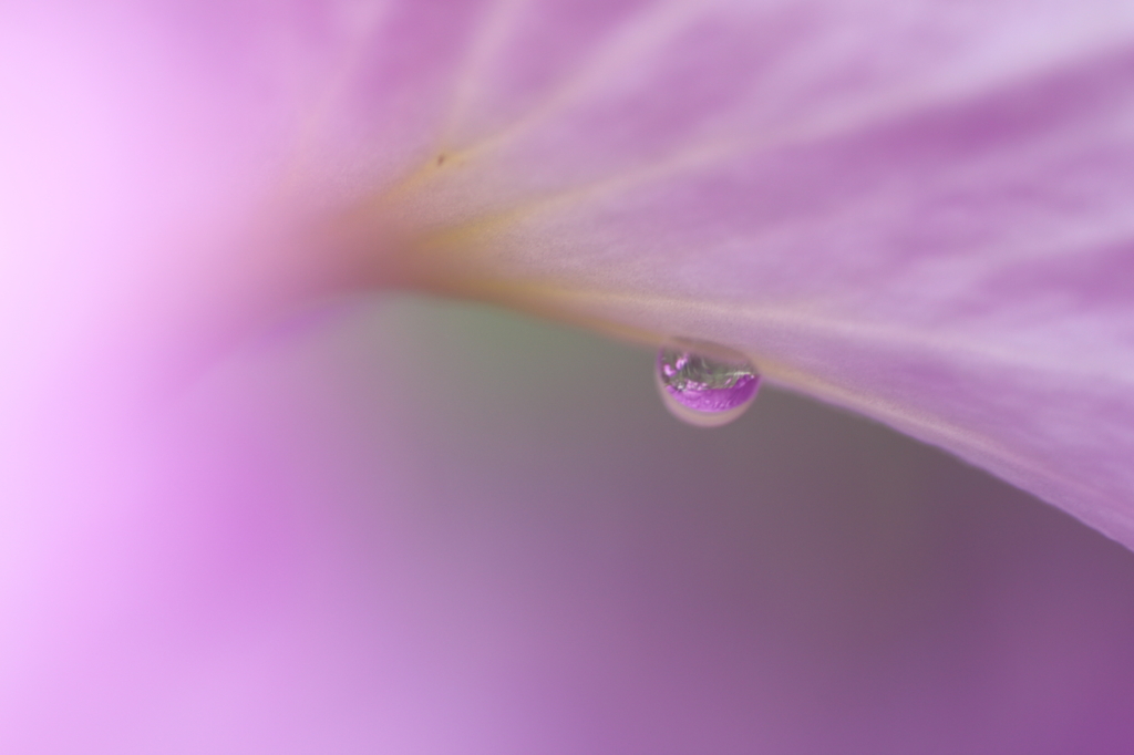 雫の中の花畑