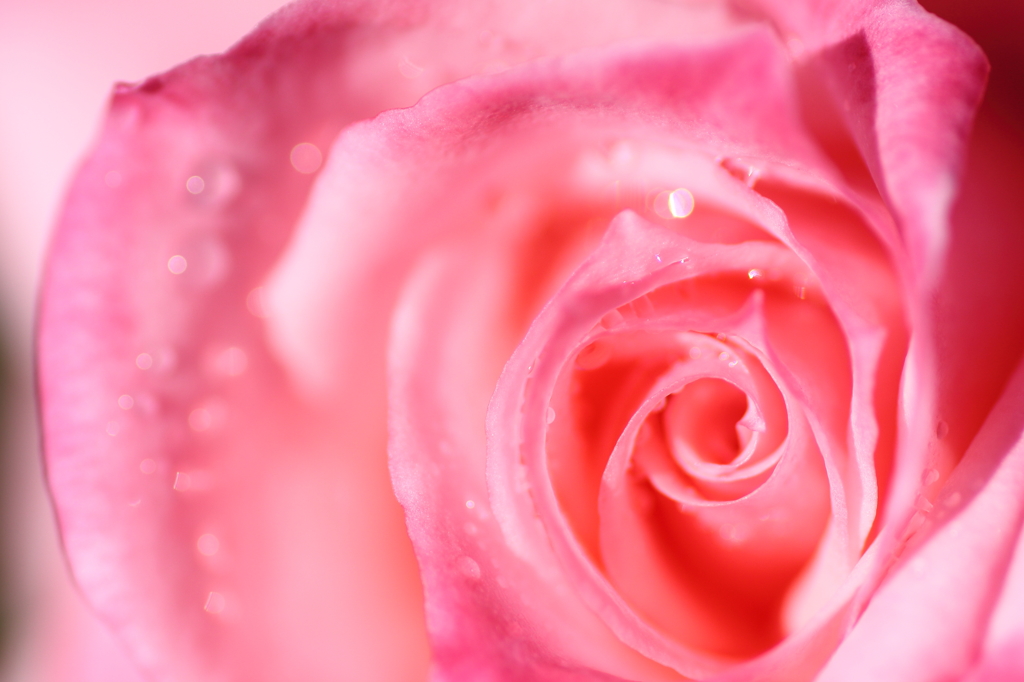 Aqueous Rose