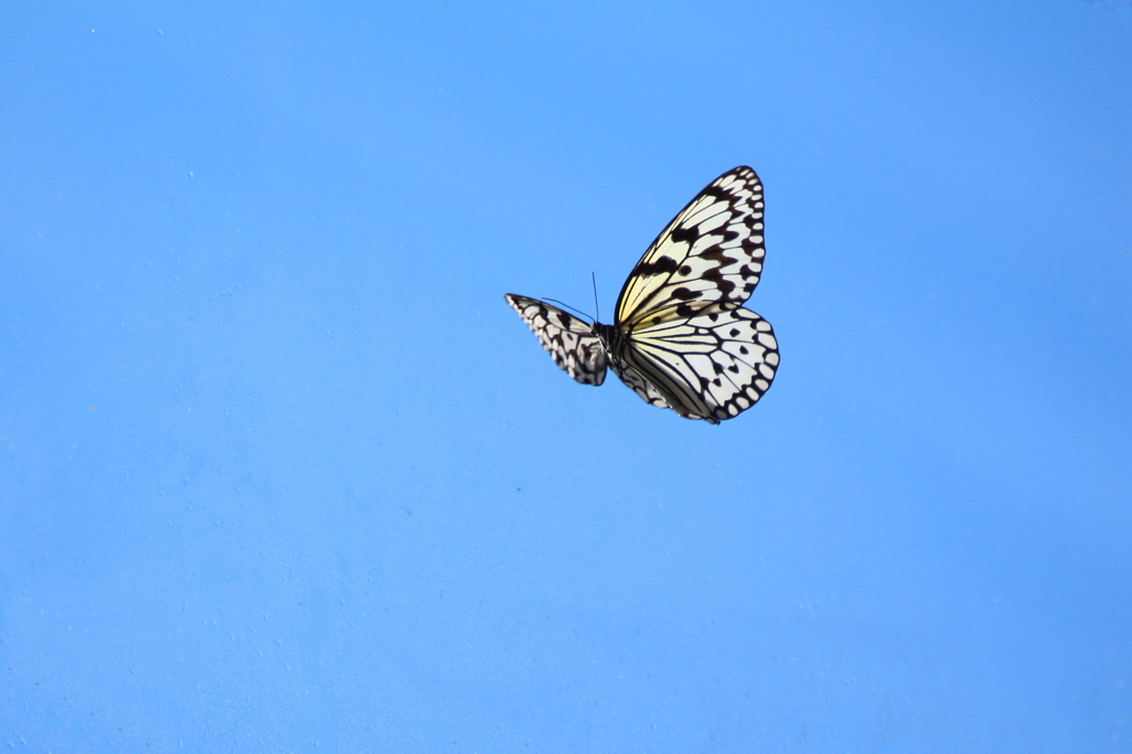 Into the sky