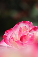 Fragrance4