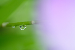 Leaf in Drop