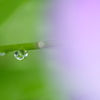 Leaf in Drop