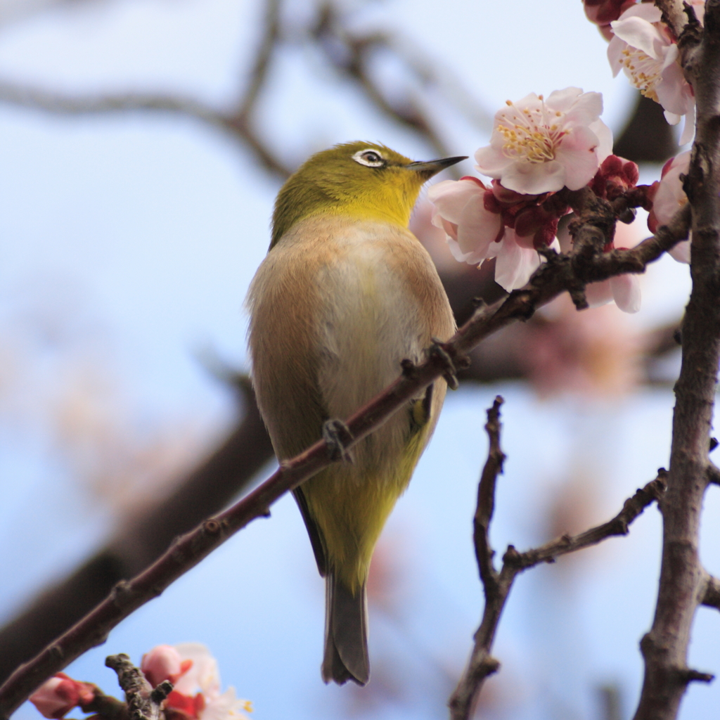 ガン見