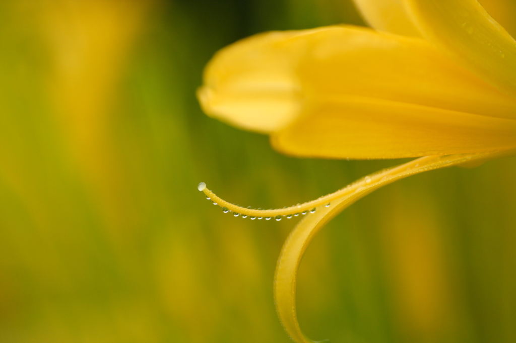 Golden Tiara