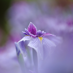 妖花狂宴 1