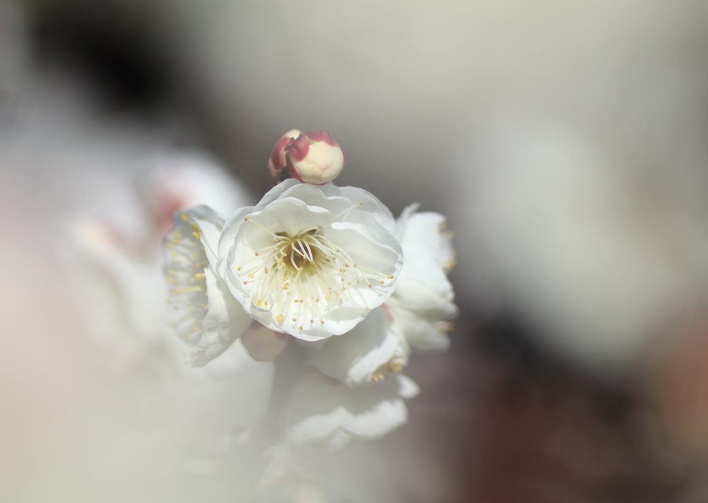 梅の季節になりました・・・