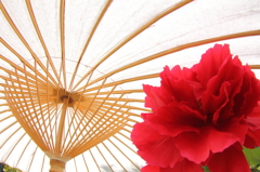 緋牡丹と傘